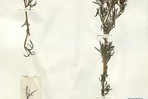 Peganum harmala L. -  RO-HSepv 14228 photo