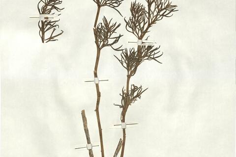 Peganum harmala L. -  RO-HSepv 17152 photo