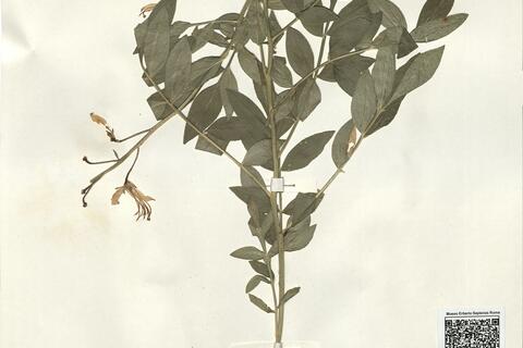 Dictamnus albus L. -  RO-HSepv 14244 photo