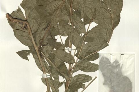 Dictamnus albus L. -  RO-HSepv 16241 photo