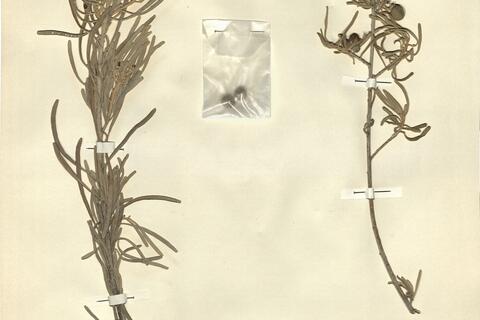 Neochamaelea pulverulenta (Vent.) Erdtm. -  RO-HSepv 11429 photo