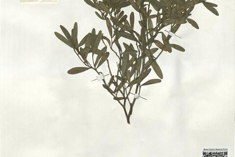 Cneorum tricoccon L. -  RO-HSepv 19209 photo