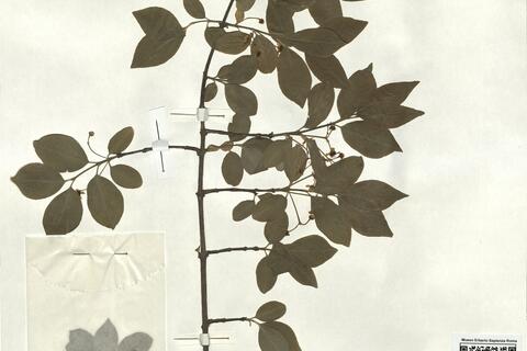 Euonymus europaeus L. -  RO-HSepv 17182 photo