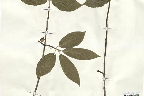 Euonymus latifolius (L.) Mill. -  RO-HSepv 18150 photo