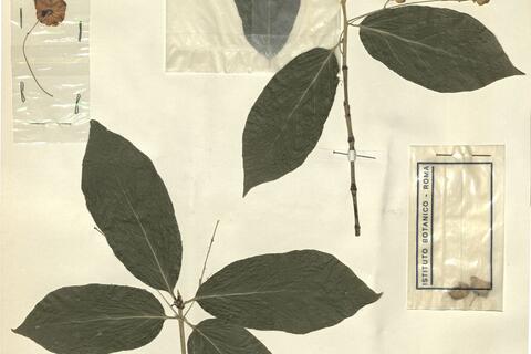 Evonymus latifolius (L.) Mill. -  RO-HSepv 11433 photo