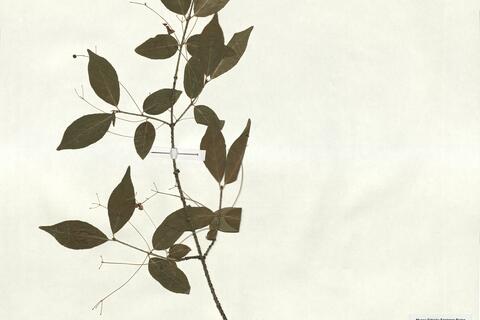 Euonymus verrucosus Scop. -  RO-HSepv 18151 photo