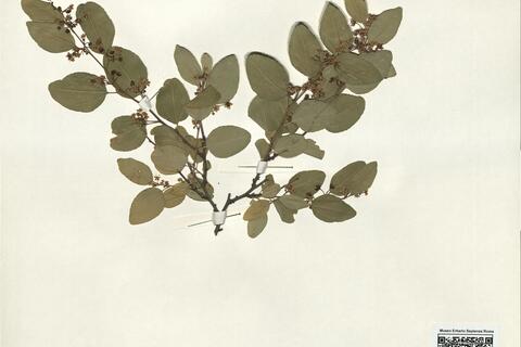 Paliurus spina-christi Mill. -  RO-HSepv 14263 photo