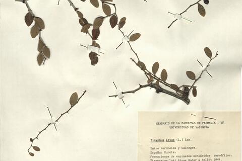 Zizyphus lotus (L.) Lam. -  RO-HSepv 12332 photo