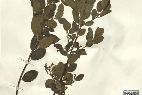 Rhamnus alaternus L.  -  RO-HSepv 12331 photo