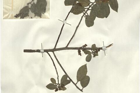 Rhamnus alaternus L.  -  RO-HSepv 13306 photo