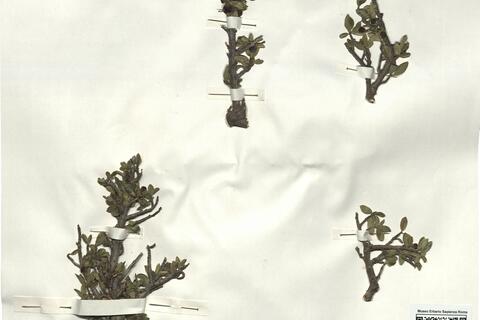 Rhamnus alaternus L. subsp. myrtifolia (Willk.) Maire -  RO-HSepv 17184 photo