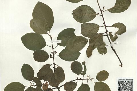 Frangula alnus Mill. subsp. alnus -  RO-HSepv 18153 photo