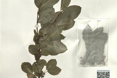 Rhamnus alpina L. -  RO-HSepv 16254 photo