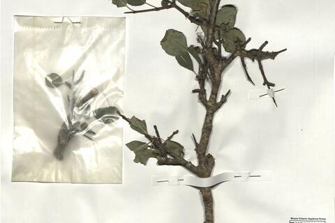 Rhamnus cathartica L. -  RO-HSepv 19218 photo