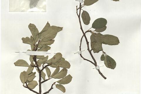 Rhamnus glaucophylla Sommier -  RO-HSepv 19219 photo