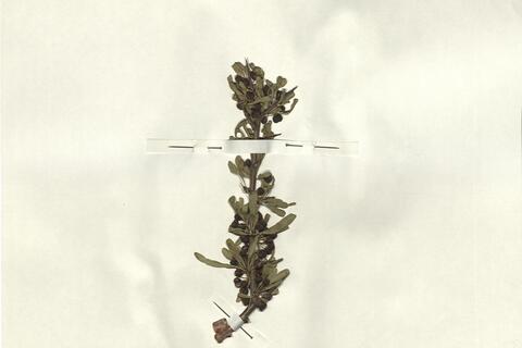 Rhamnus pallasii Fisch. & Mey -  RO-HSepv 13307 photo