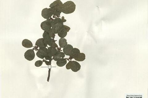 Frangula rupestris (Scop.) Schur -  RO-HSepv 14262 photo