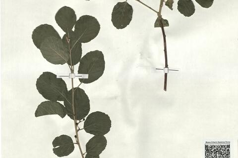 Frangula rupestris (Scop.) Schur -  RO-HSepv 18154 photo