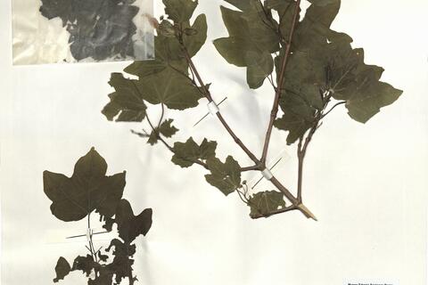 Acer campestre L. -  RO-HSepv 14254 photo