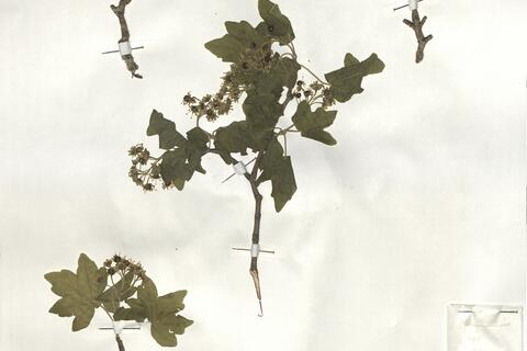 Acer campestre L. -  RO-HSepv 19215 photo