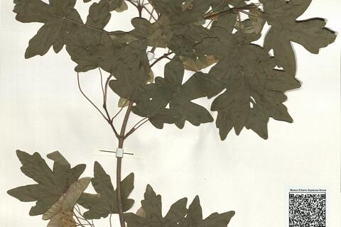 Acer campestre L. var. campestre -  RO-HSepv 14253 photo