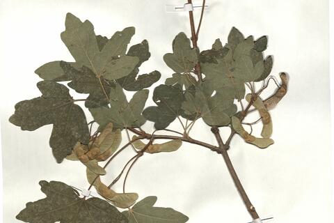 Acer campestre L. var. campestre -  RO-HSepv 18147 photo