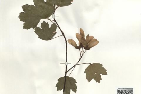 Acer granatense Boiss. -  RO-HSepv 16249 photo