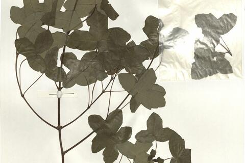 Acer monspessulanum L.  -  RO-HSepv 14255 photo