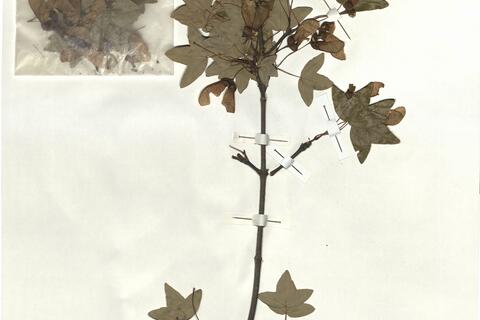 Acer monspessulanum L. subsp. monspessulanum -  RO-HSepv 17181 photo