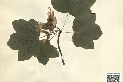 Acer obtusatum Walst. & Kit. ex Willd. -  RO-HSepv 11431 photo