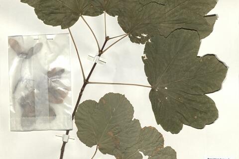 Acer obtusatum Willd. subsp. obtusatum -  RO-HSepv 16250 photo