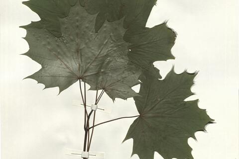 Acer platanoides L. -  RO-HSepv 14256 photo