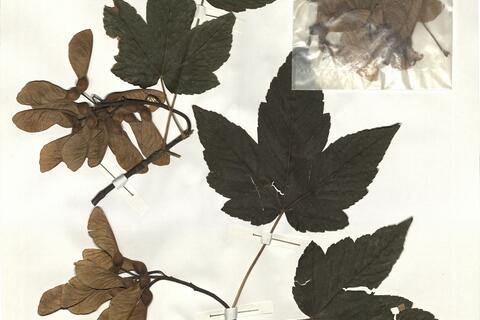 Acer pseudoplatanus L. -  RO-HSepv 14257 photo