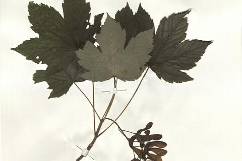 Acer pseudoplatanus L. -  RO-HSepv 14258 photo