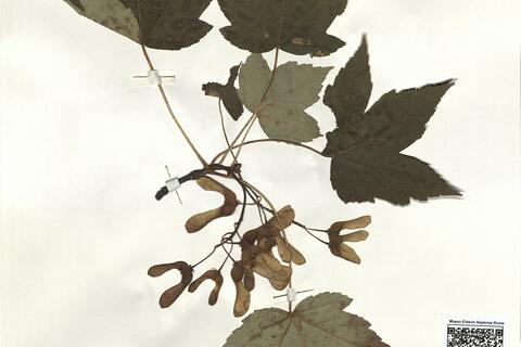 Acer pseudoplatanus L. -  RO-HSepv 16251 photo