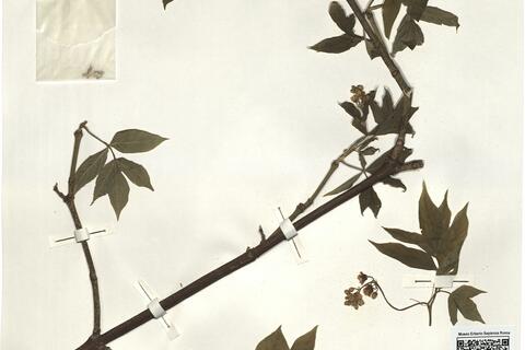 Staphylea pinnata L. -  RO-HSepv 15285 photo