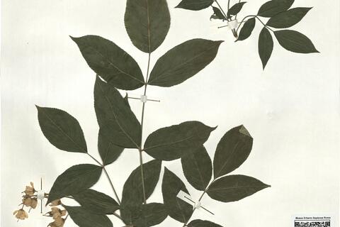 Staphylea pinnata L. -  RO-HSepv 17183 photo