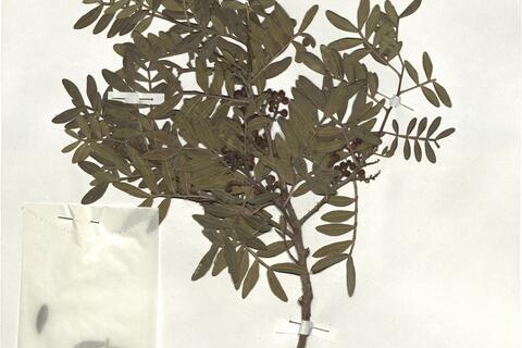 Pistacia lentiscus L. -  RO-HSepv 19214 photo