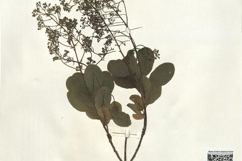 Cotinus coggygria Scop. -  RO-HSepv 14251 photo