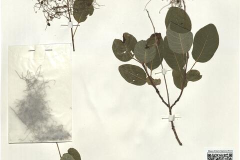 Cotinus coggygria Scop. -  RO-HSepv 16248 photo