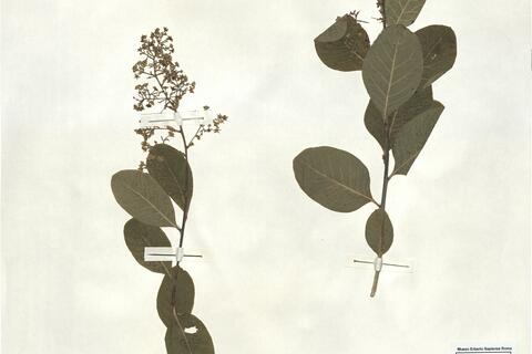 Cotinus coggygria Scop. -  RO-HSepv 17180 photo