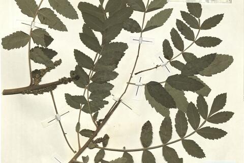 Rhus coriaria L. -  RO-HSepv 14252 photo