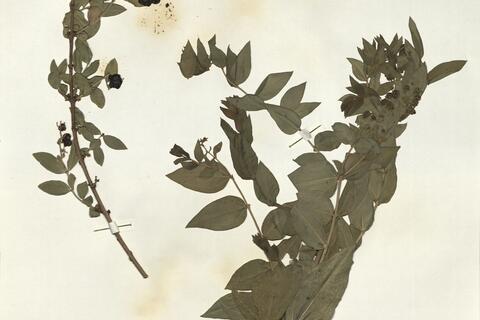 Coriaria myrtifolia L. -  RO-HSepv 16246 - immagine 2