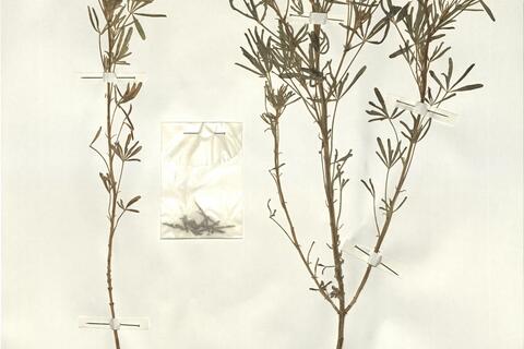 Lupinus angustifolius L. -  RO-HSepv 15223 photo