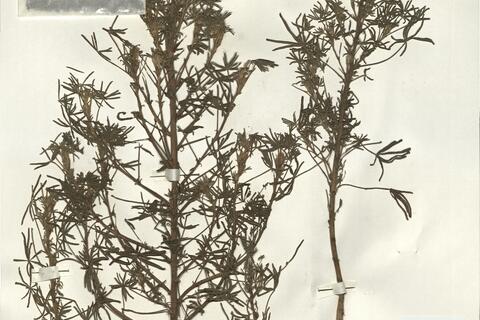 Lupinus angustifolius L. -  RO-HSepv 16174 photo