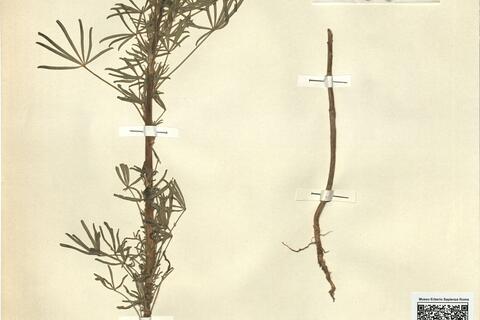 Lupinus angustifolius L. subsp. angustifolius -  RO-HSepv 11369 photo