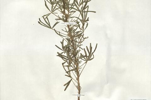Lupinus angustifolius L. subsp. angustifolius -  RO-HSepv 19138 photo