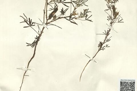 Lupinus angustifolius L. subsp. reticulatus (Desv.) Arcang. -  RO-HSepv 12272 photo