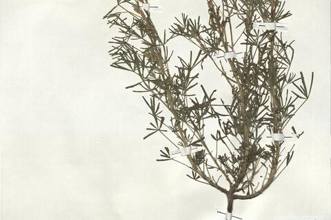 Lupinus angustifolius L. subsp. reticulatus (Desv.) Arcang. -  RO-HSepv 19139 photo