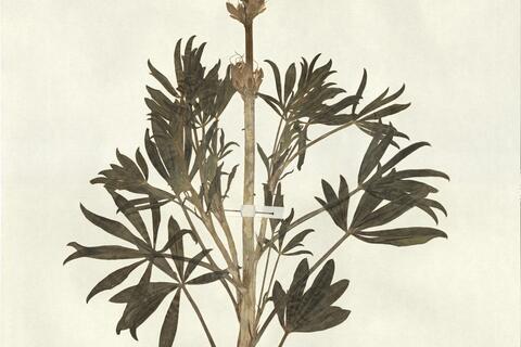 Lupinus hispanicus Boiss. & Reut. -  RO-HSepv 13242 photo